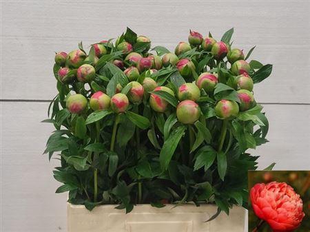 <h4>Paeo L Coral Charm</h4>