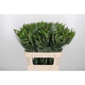 Alstroemeria Dancing Queen 85 Gram