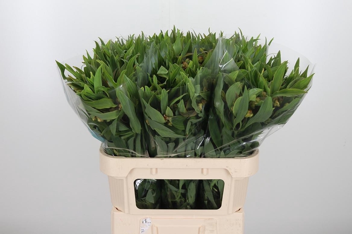 <h4>Alstroemeria Dancing Queen 85 Gram</h4>