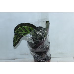 CALATHEA MEDALLION P17
