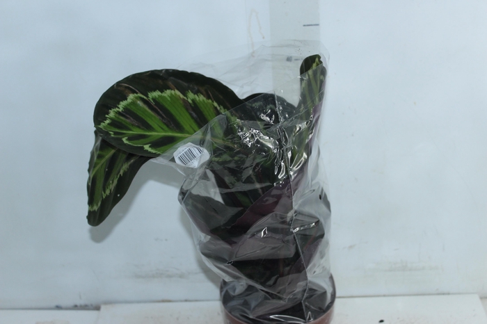 <h4>CALATHEA MEDALLION P17</h4>