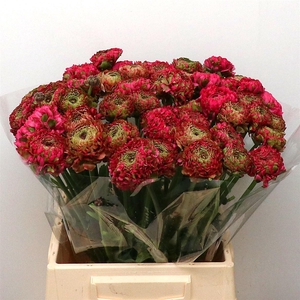 Ran Ponpon Aladdin Green/cerise Extra