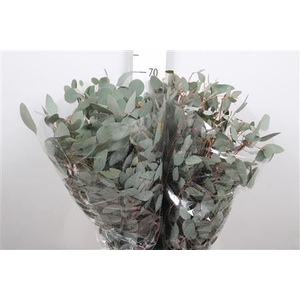 Euca Populus Leaf Extra