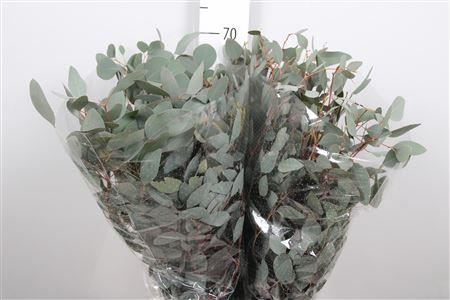 <h4>Euca Populus Leaf Extra</h4>