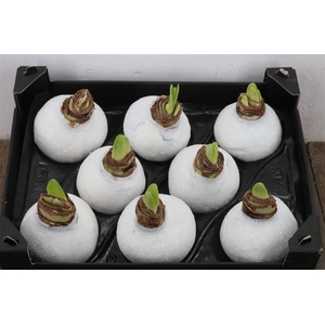 Hippeastrum Wax Glitter White x8