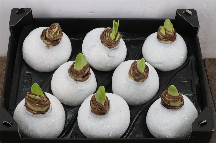 <h4>Hippeastrum Wax Glitter White x8</h4>