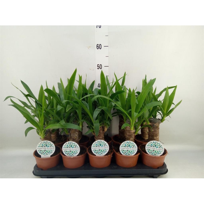 <h4>Yucca   ...</h4>