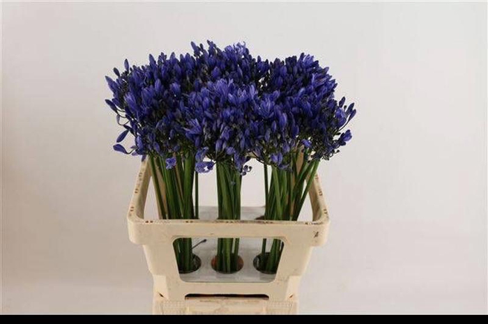 <h4>Agapanthus Uri African Roots</h4>