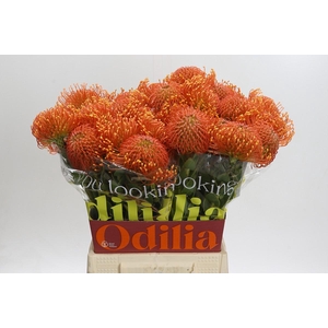 Nutans Ayoba Orange Zest