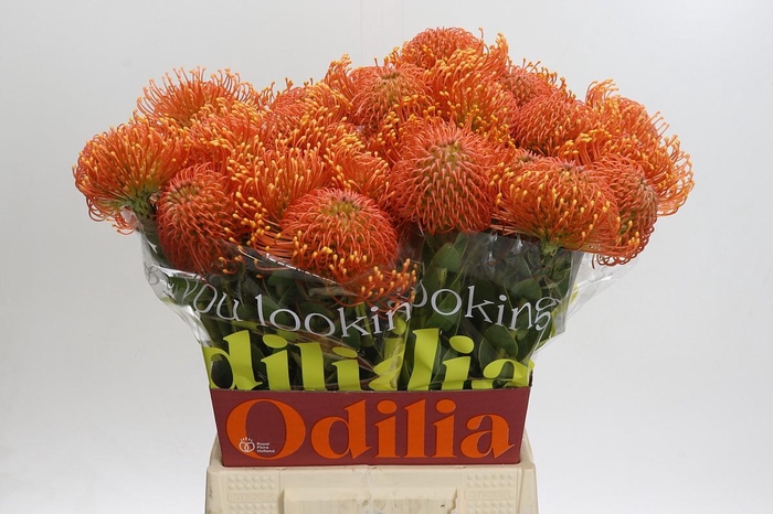 <h4>Nutans Ayoba Orange Zest</h4>