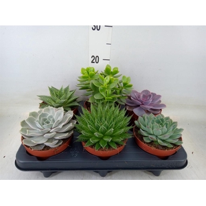 Succulents   ...mix 6