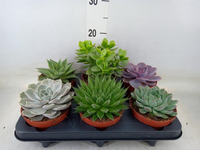 <h4>Succulents   ...mix 6</h4>