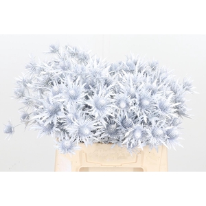 Eryn Orion Kl Bh Wit