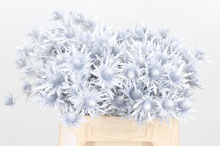 <h4>Eryn Orion Kl Bh Wit</h4>