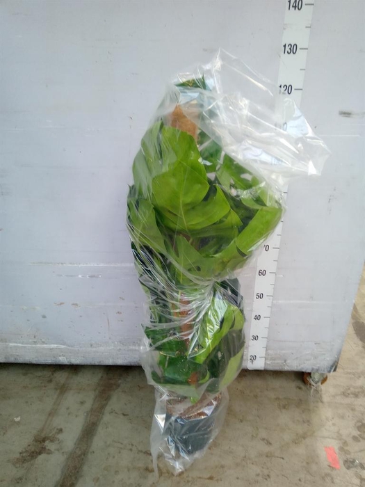 <h4>Monstera pertusum</h4>