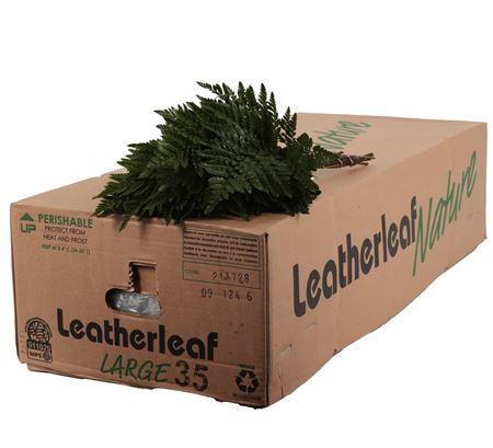 <h4>Lederv. Large</h4>