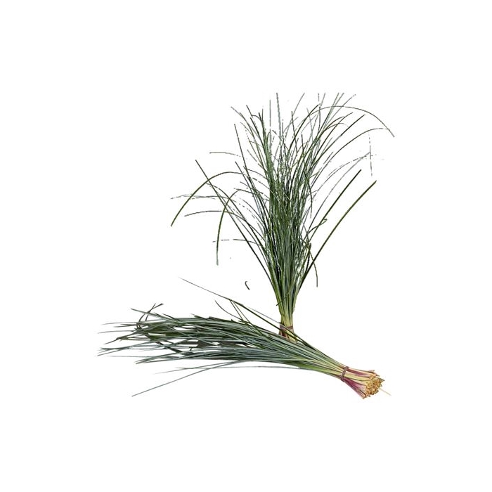 <h4>BEARGRASS X40</h4>
