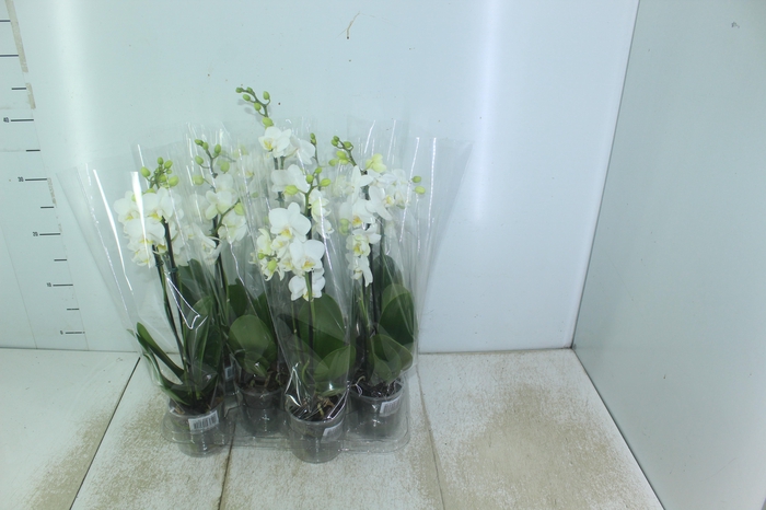 <h4>PHALAENOPSIS MINI P09 BRANCO 2 HT</h4>