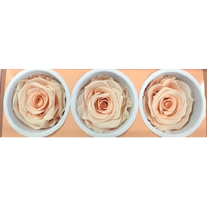 Rose Monalisa Almond Cream