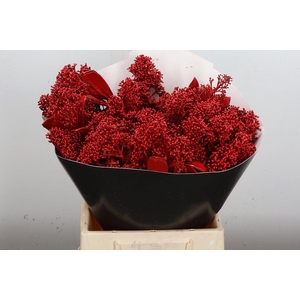 Skimmia Wx Rood