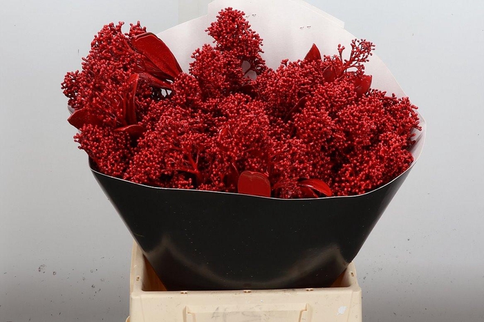 <h4>Skimmia Wx Rood</h4>