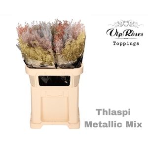 Thlaspi Metallic Mix