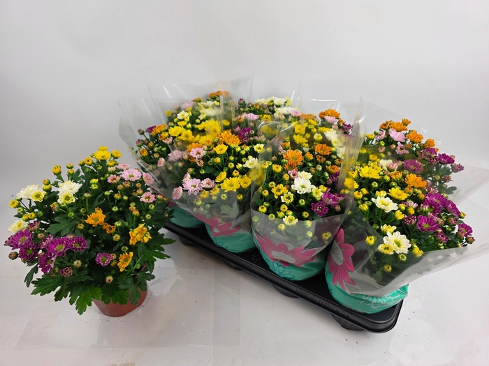 <h4>CHRYS ROSSI GEM POT</h4>