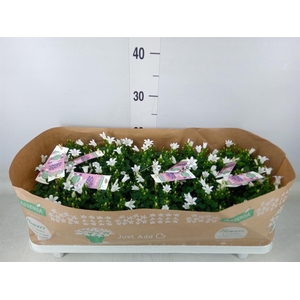 Campanula porten. 'Ambella White'