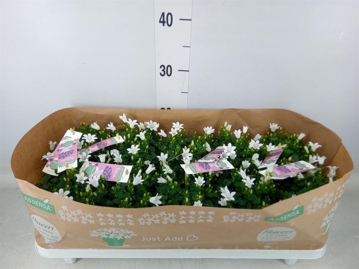 <h4>Campanula porten. 'Ambella White'</h4>