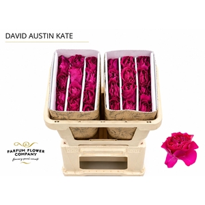 Rosa David Austin Kate
