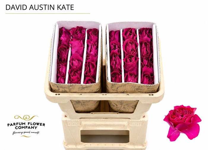 <h4>Rosa David Austin Kate</h4>
