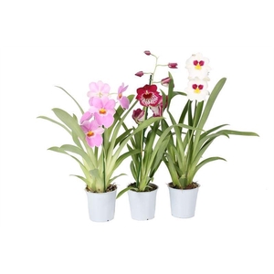 MILTONIOPSIS OV