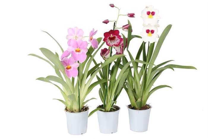 <h4>MILTONIOPSIS OV</h4>