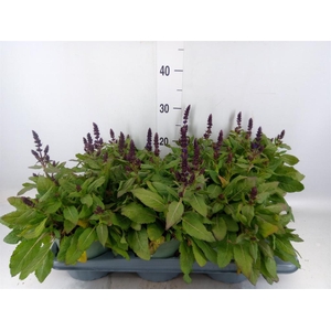 Salvia nemorosa