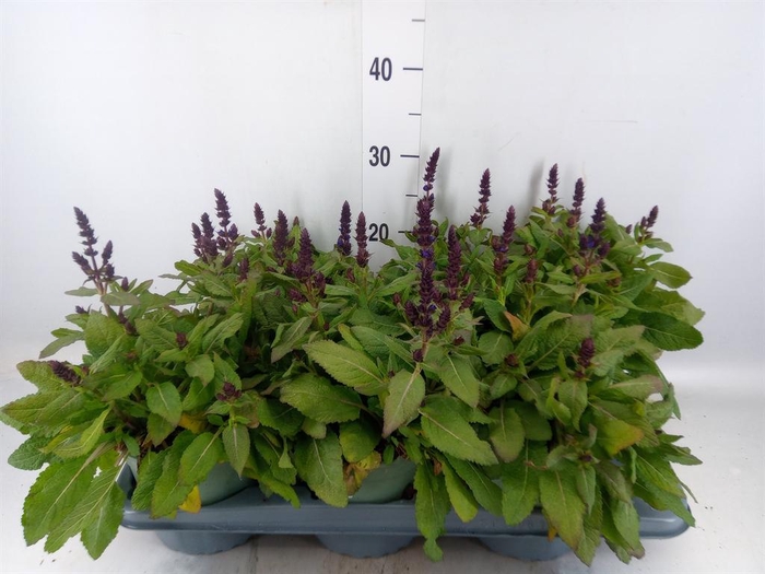 <h4>Salvia nemorosa</h4>