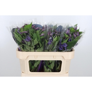 Clem Di Bl Pirouette