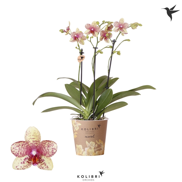 <h4>Kolibri Orchids Phalaenopsis Blossom Grosetto 3 spike 12 cm</h4>