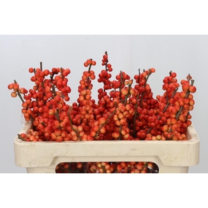 Ilex Oudijk's Orange