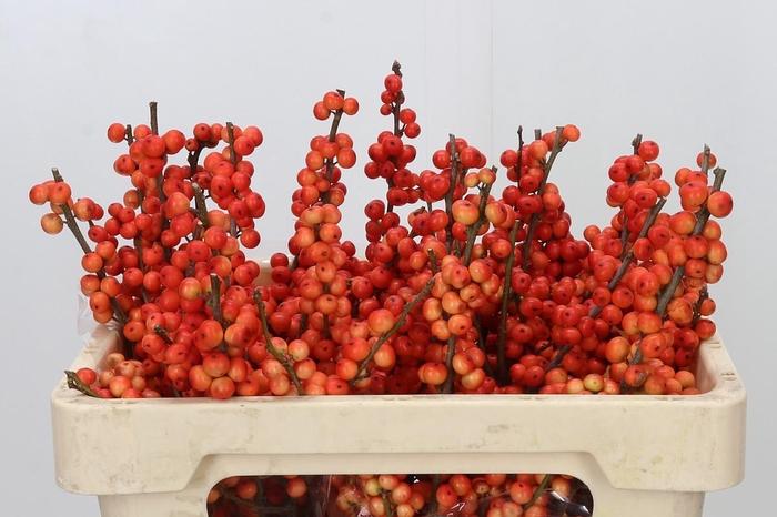 <h4>Ilex Oudijk's Orange</h4>