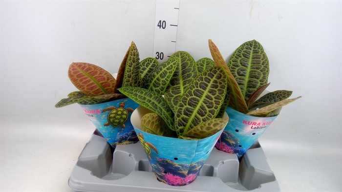 <h4>Labisia obtusifolia 'Kura Kura'</h4>