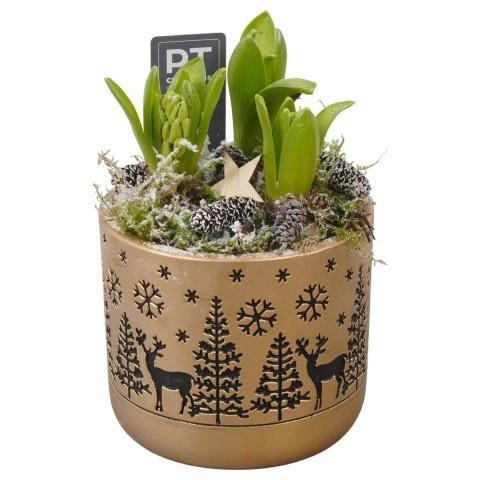 <h4>PTWH7803 Arrangement Winter Hyacint in beton pot</h4>