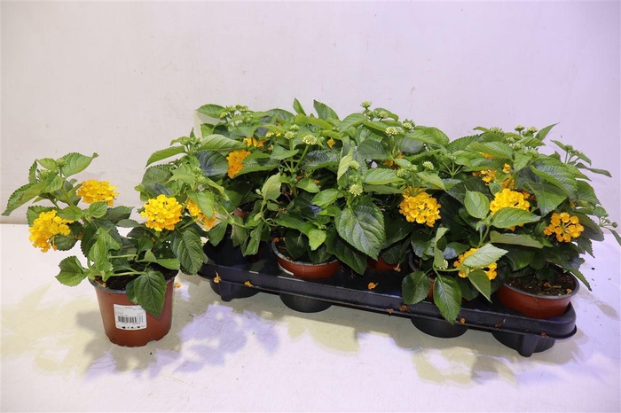 <h4>Lant C Havan Gold</h4>