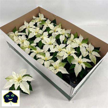 <h4>Euphor P Pri P White</h4>