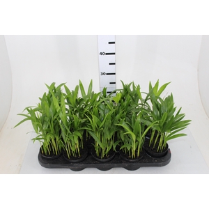 ARECA BAMBU P11