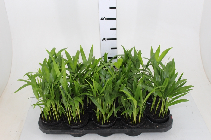 ARECA BAMBU P11