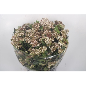 VIBURNUM MACRO WHITE PER BUNCH*