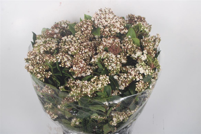 <h4>VIBURNUM MACRO WHITE PER BUNCH*</h4>