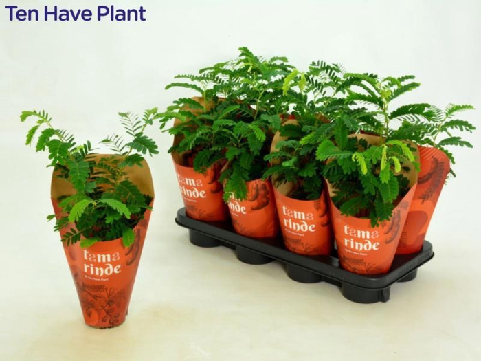 <h4>TAMARINDUS INDICA</h4>