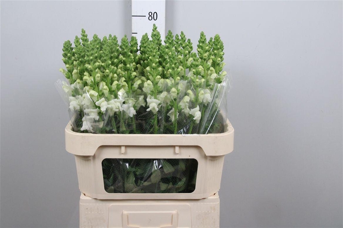 <h4>Antir Antibes White</h4>