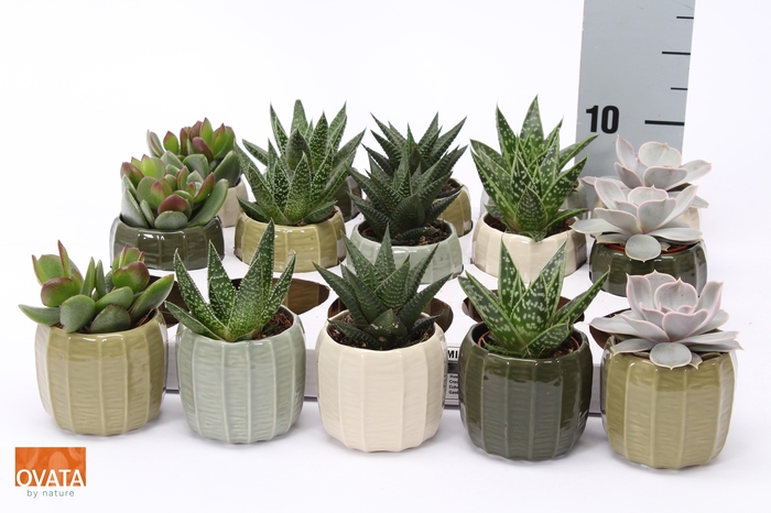 <h4>SUCC GEM 5 SRT</h4>